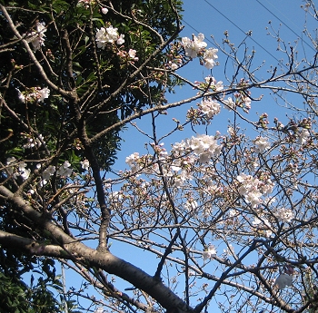 お宮の桜　２