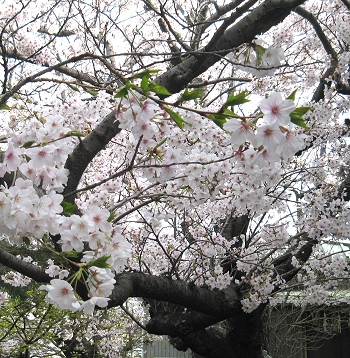 お宮の桜　３
