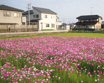 コスモス