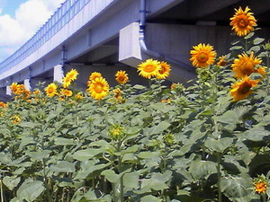 日に日に