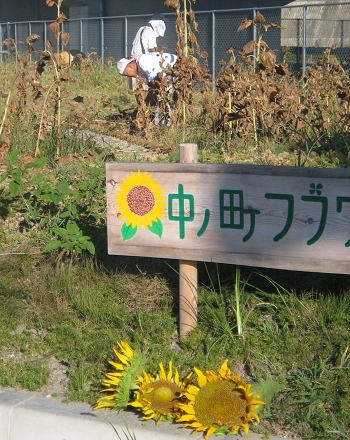 ひまわり　片付け