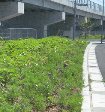 花壇の整備