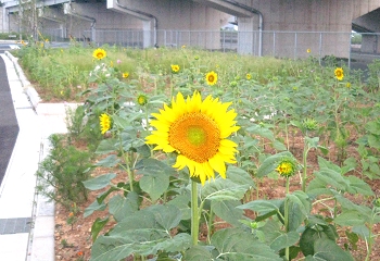 草取り　大作戦