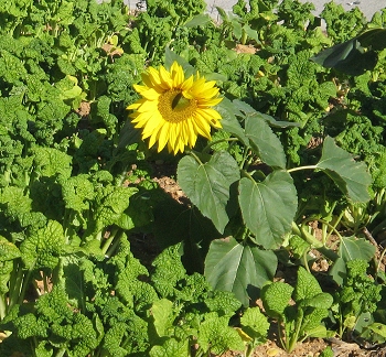 百花繚乱