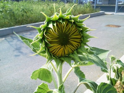 ひまわり