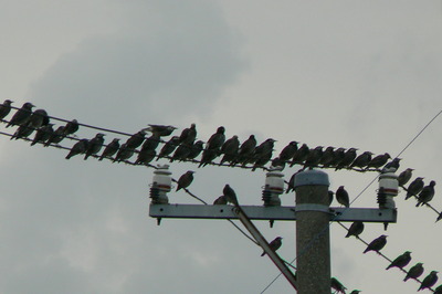 この鳥は…？
