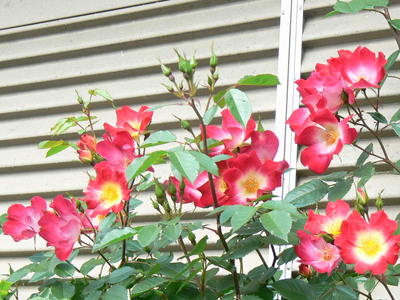 花咲く５月