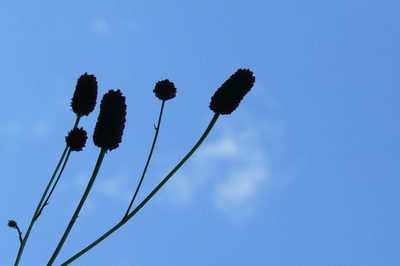 青い空