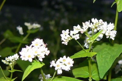 ソバの花