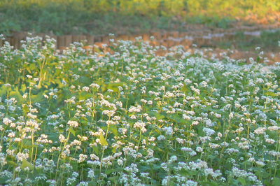 ソバの花咲く