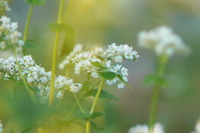 ソバの花咲く