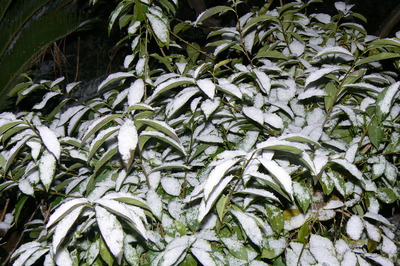 雪です、雪！