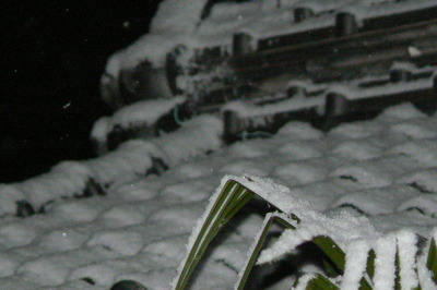 雪です、雪！