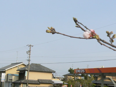 つぼみ、ほころぶ