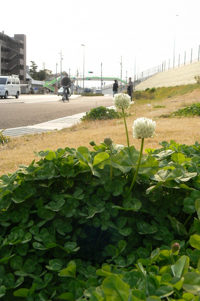 つぼみ、ほころぶ