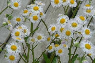 ５月の花