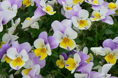 ５月の花