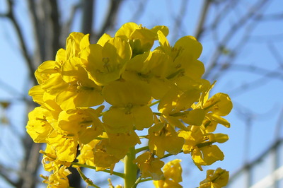 新年の菜の花畑