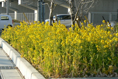 新年の菜の花畑