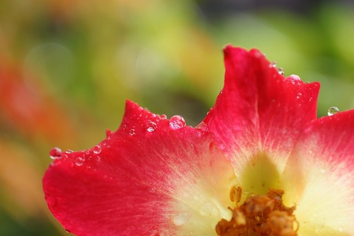 カクテル（薔薇）♪