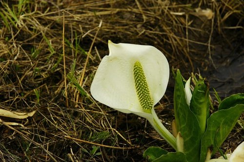 八方尾根の花たち♪