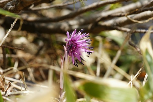 八方尾根の花たち♪