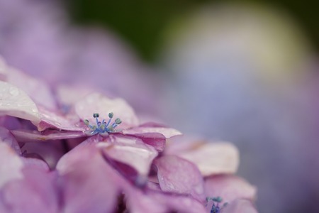紫陽花♪
