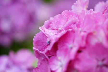 紫陽花♪