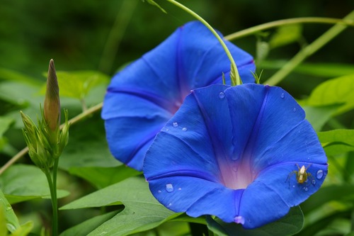 佐鳴湖の花たち なみこぞうの探検日誌