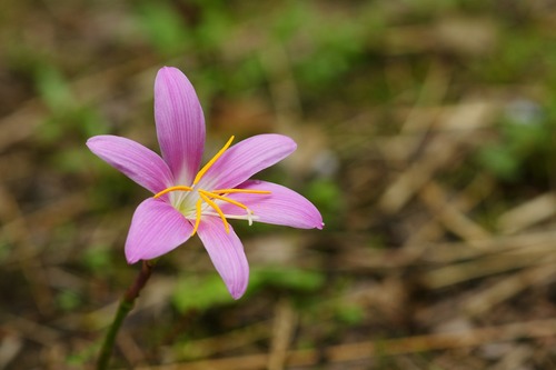 佐鳴湖の花たち なみこぞうの探検日誌