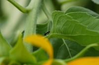 ひまわり畑の昆虫たち♪