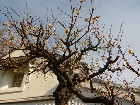 梅の花♪