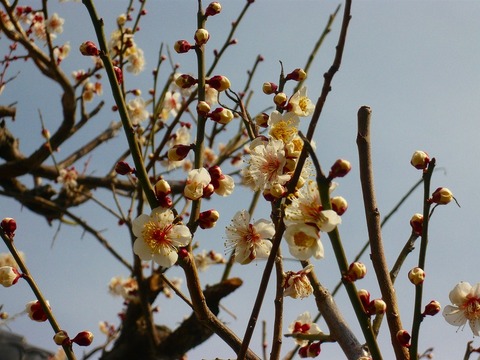 梅の花♪