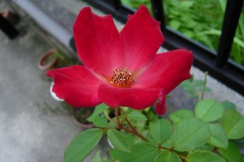 いいわけ・・・・・