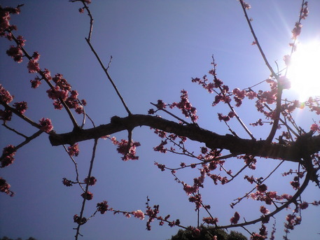 太陽にほれて