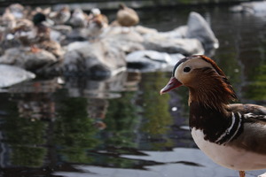 掛川花鳥園