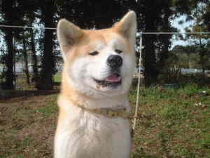夏季休業のお知らせ