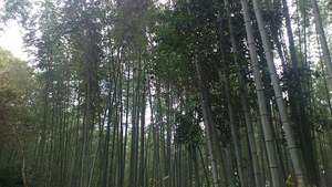 ＊京都＊