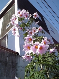 満開です！
