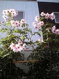 満開です！