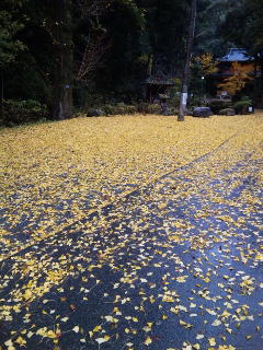 黄色の絨毯