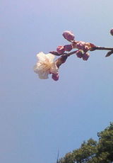 雛桜