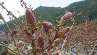 GW 2017/04/29 09:16:28