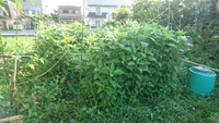 収穫が楽しみです。 2017/07/09 21:33:17