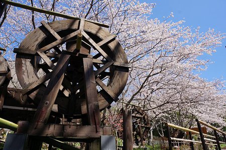 【とっきん】磐田市田原水車の里の桜を見てきました（その①）