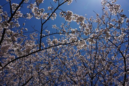 【とっきん】磐田市田原水車の里の桜を見てきました（その①）
