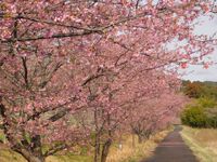 家代川に咲く河津桜