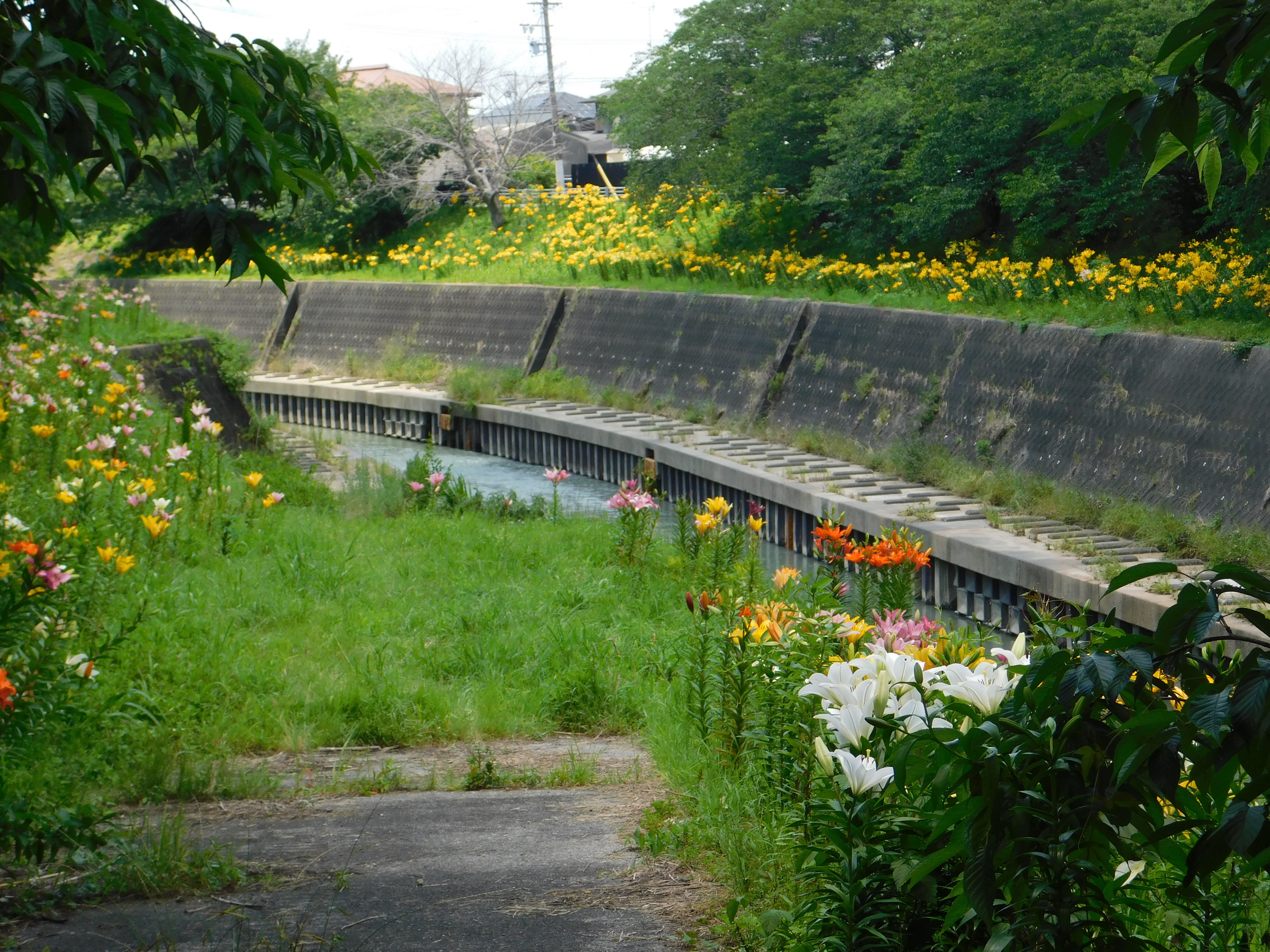 掛川城下に咲くゆりの花