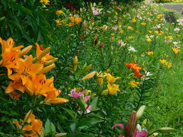 掛川城下に咲くゆりの花