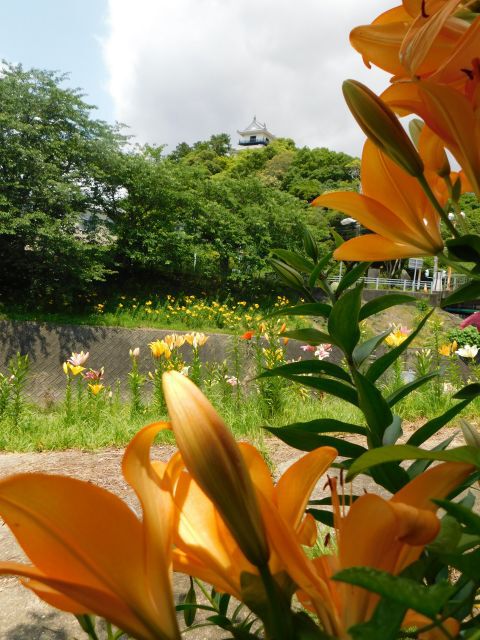 掛川城下に咲くゆりの花